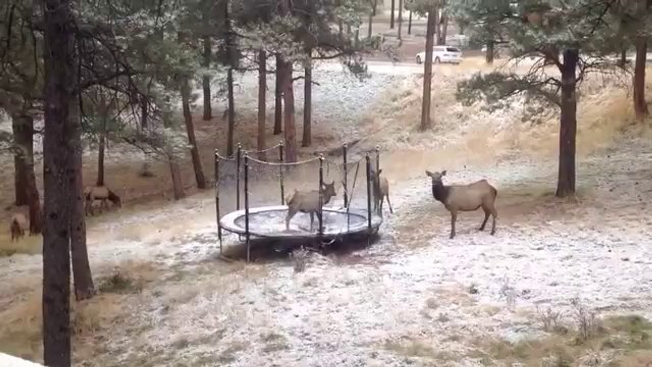 Elch hat Spaß auf einem Trampolin