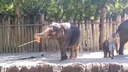 Elefant bürstet sich selbst mit einem Besten