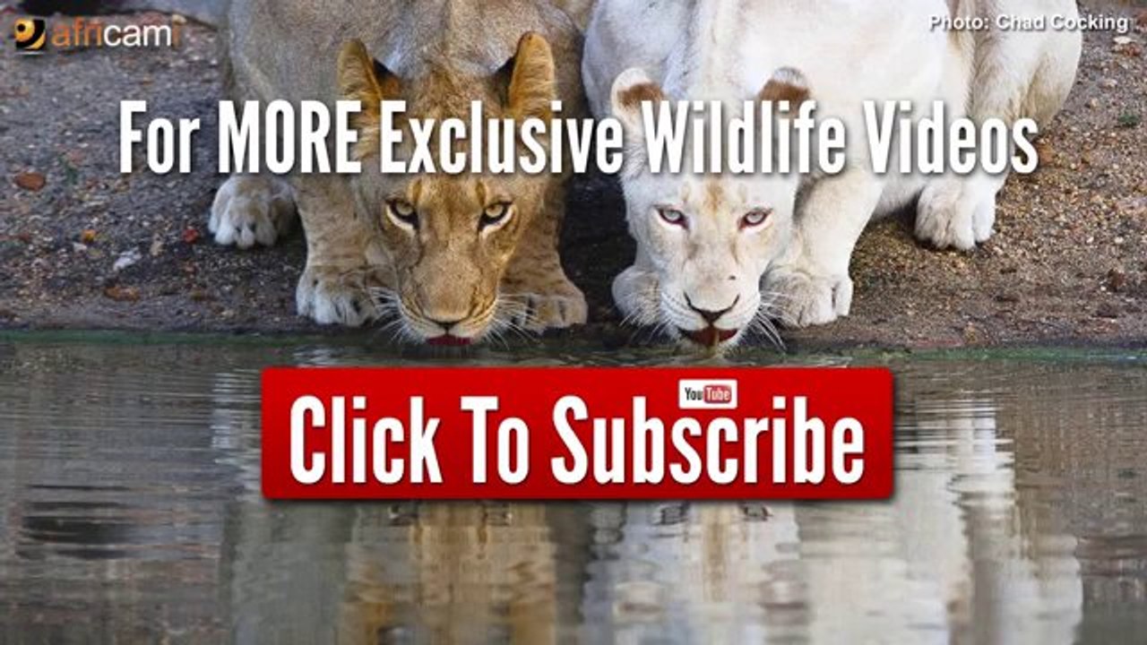 Elefant greift das Auto einiger Touristen an