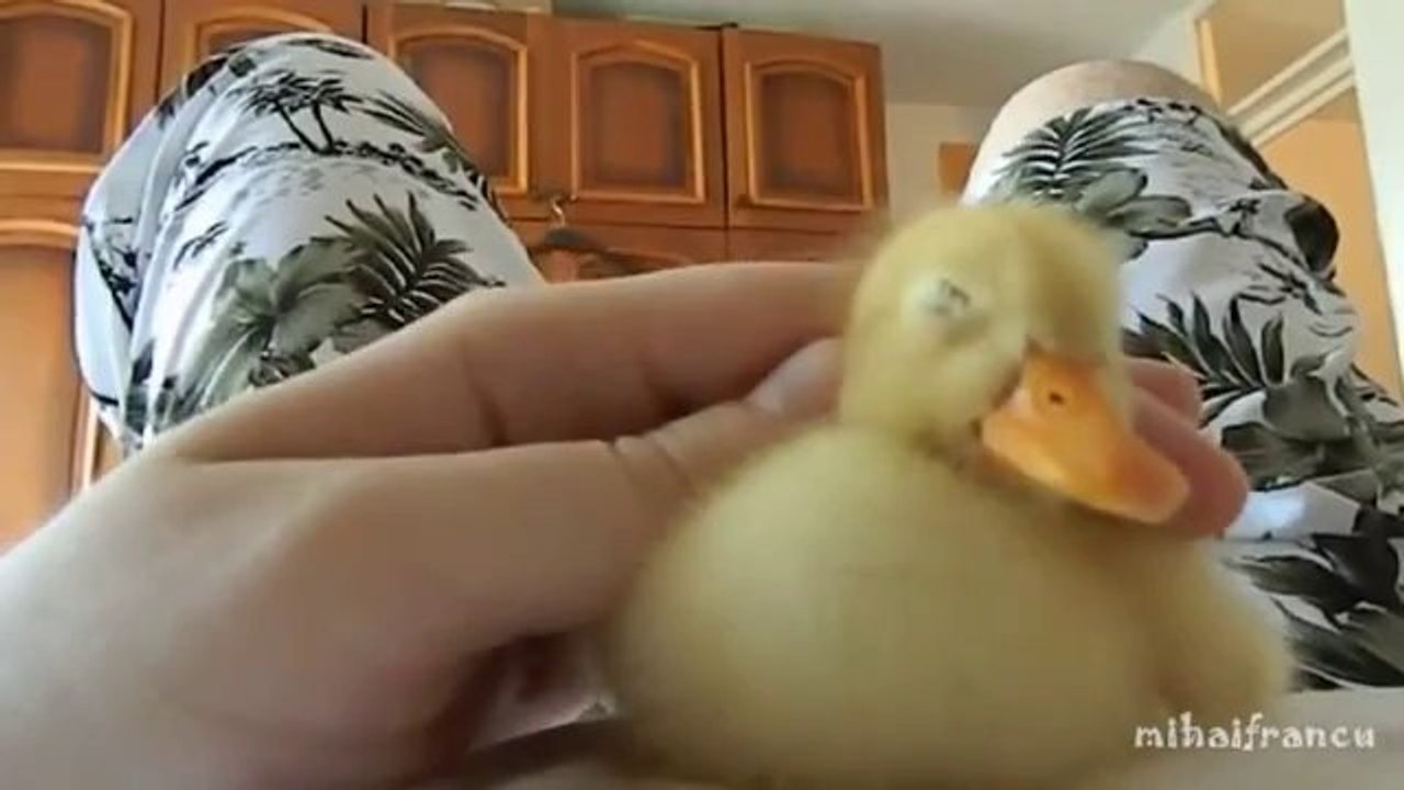 Extrem süßes Entenküken