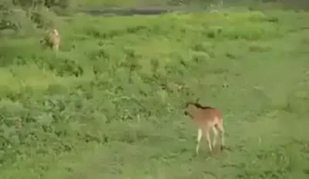 Real Love Of Animals