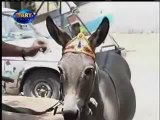 funny Pakistani Hidden Camera send the Gift Donkey