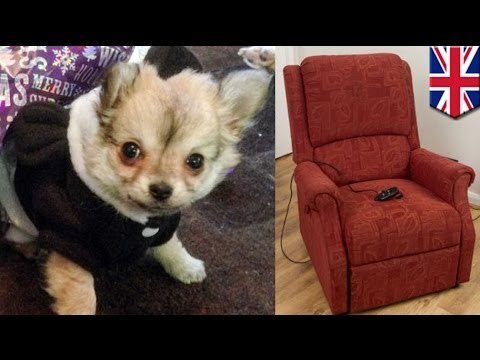 Chihuahua puppy crushed to death by recliner chair