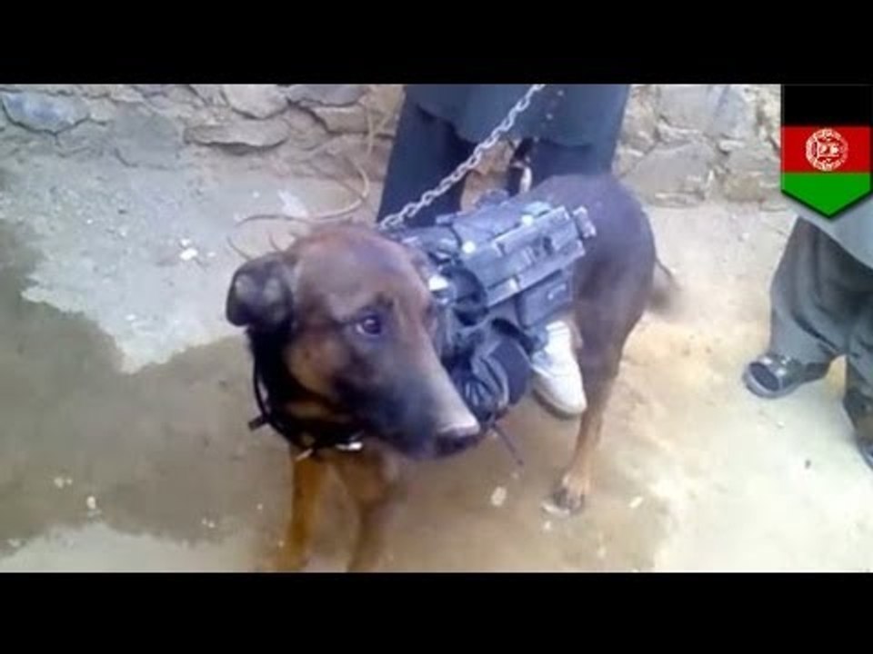 Taliban show off captured military dog in Afghanistan