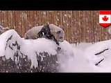 Baby panda plays in snow at Toronto Zoo (VIDEO)