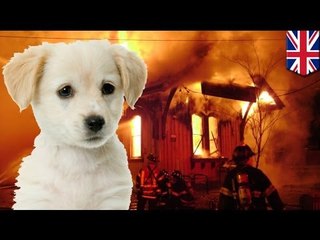 Dog causes house fire by chewing through Lynx deodorant can