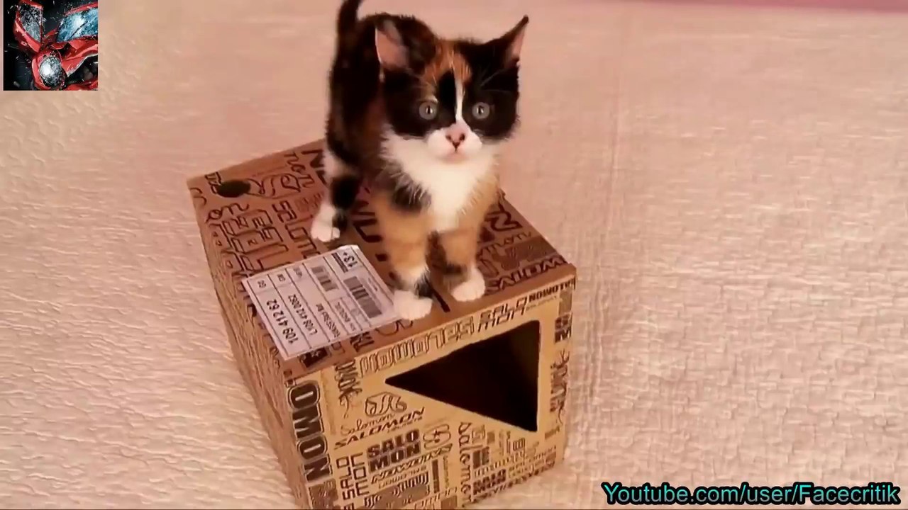 Compilation de chutes de chats / Funny cat compilation