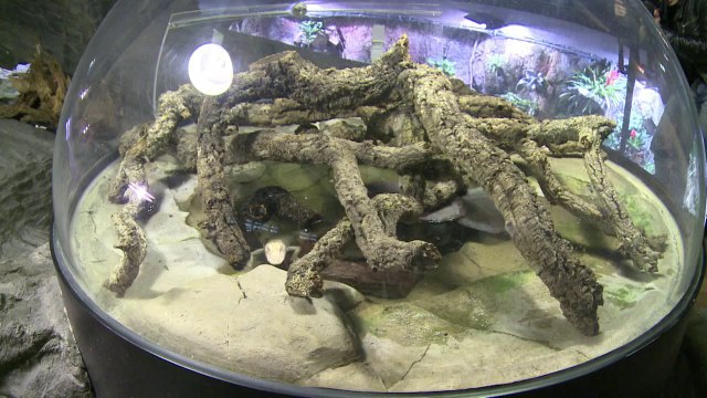 Des alligators albinos à l'aquarium parisien de la Porte Dorée