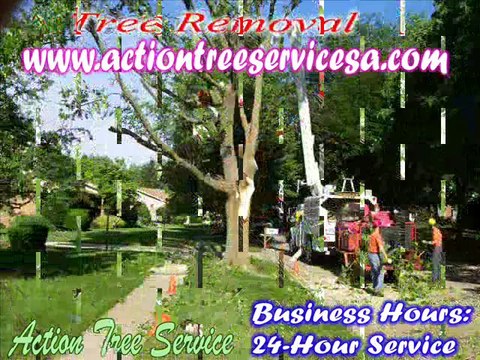 San Antonio Stump Grinding- Tree Pruning- Tree Doctor