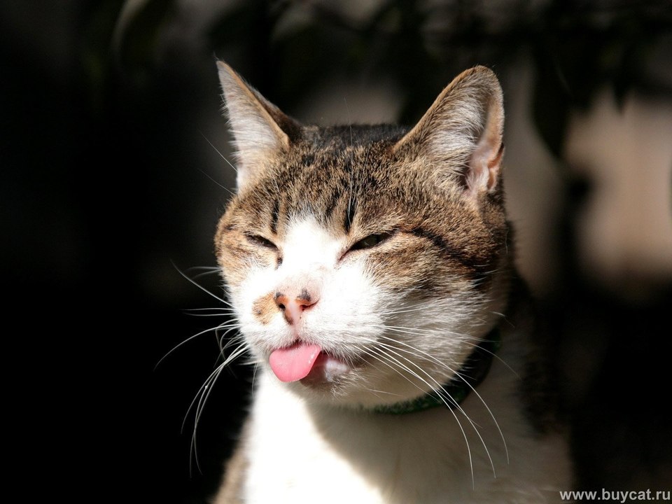 Crazy Cat Videos