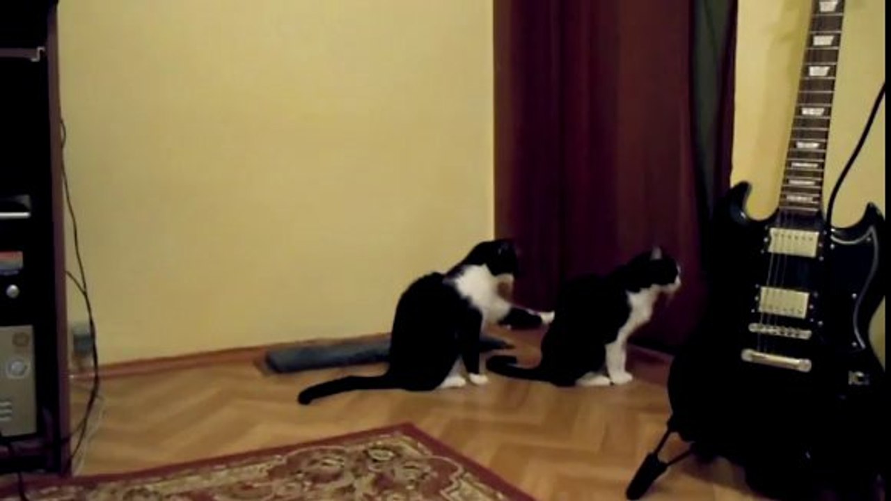 Cat tries to apologize