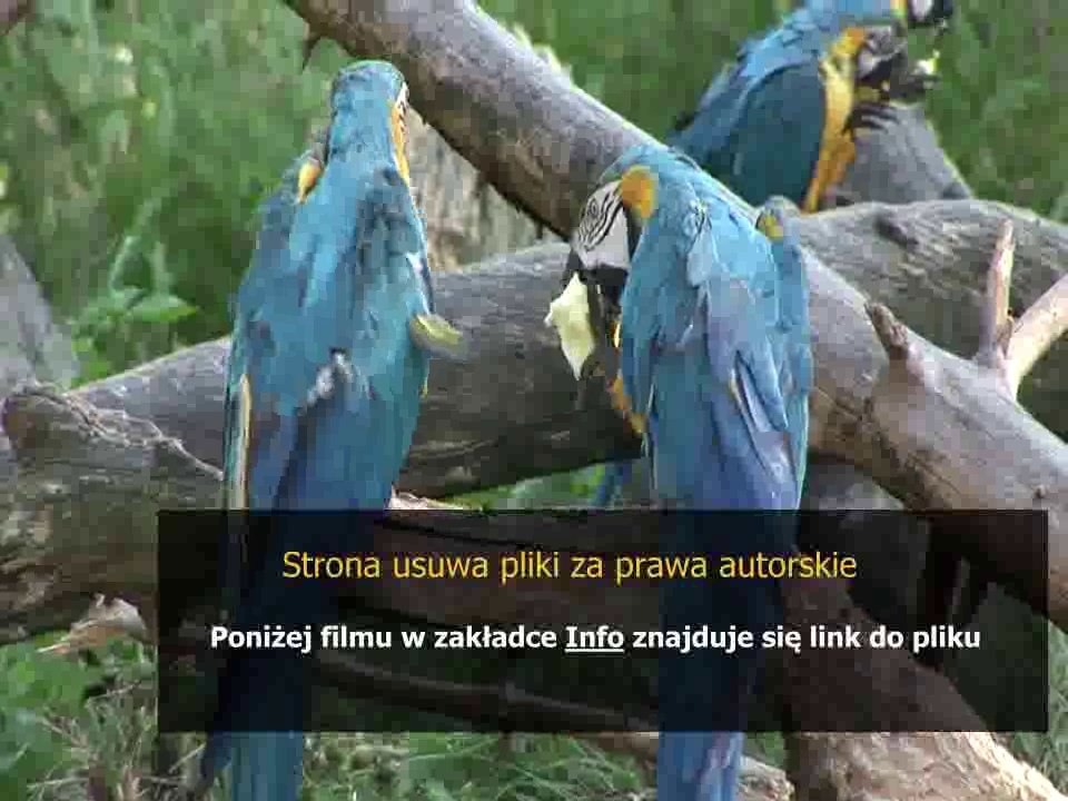 philips flat tv hd ready instrukcja