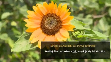 sposob na alcybiadesa quiz