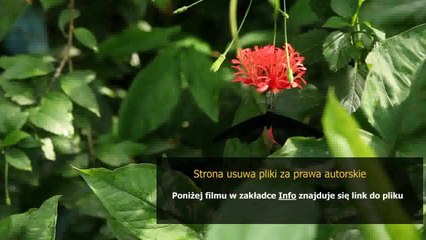 instrukcja obslugi maszyny do szycia victoria