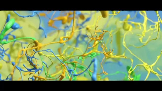 TV3 - Telenotícies migdia - Presentació Animac de LLeida