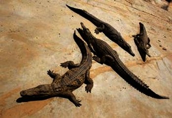 Crocodiles Can Climb To New Heights Making Trees A Haven