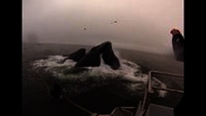 Divers Come Within Feet of Getting Eaten by Whales