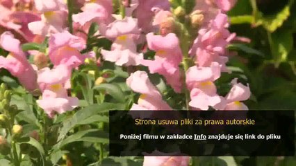 bosch wfl 2060 service manual