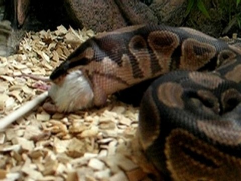 Python regius femelle