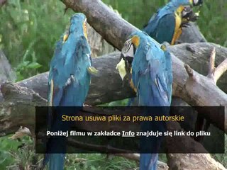 instrukcja obslugi zmywarki candy cdi 45