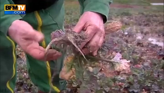 Intempéries : les agriculteurs sont inquiets pour leurs productions