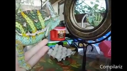 ▶ Animals vs Mirrors Compilation - YouTube [360p]