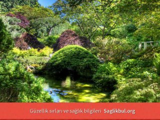 Sivilce Nasıl Geçer Bitkisel Çözüm