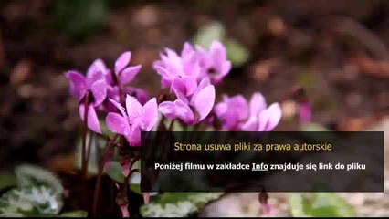 kupony do shake fidget