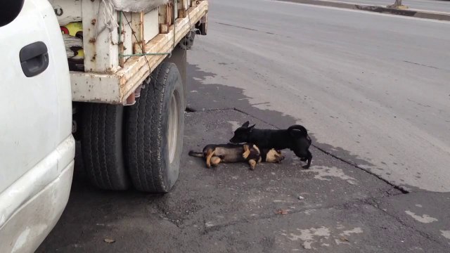 Un chien tente de faire revivre son ami mort