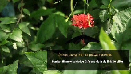 instrukcja ppoz ogolna wzor