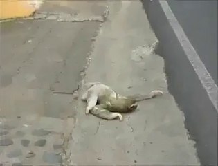 E quando un bradipo decide di attraversare la strada.....