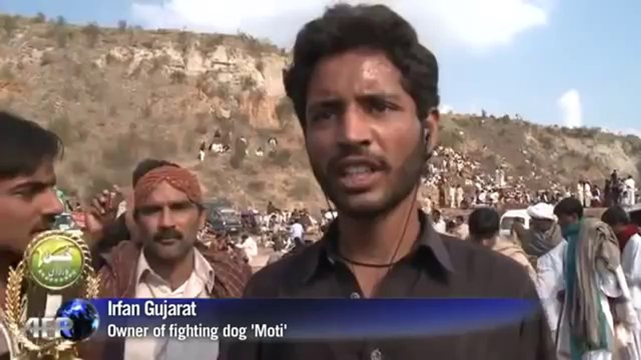 Dog fights illegal but still popular in Pakistan