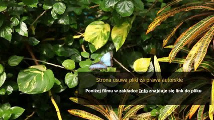 league of legends shaco poradnik pl