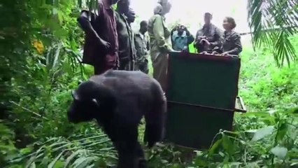 Un chimpanzé remercie sa bienfaitrice