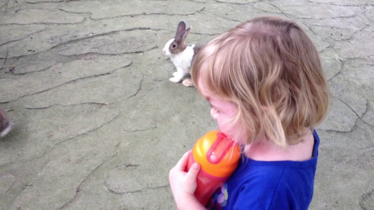 Lapins