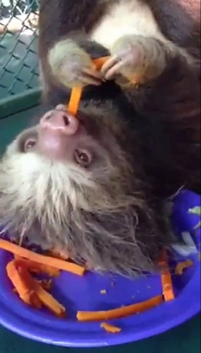 Faultier genießt sein Mittagessen