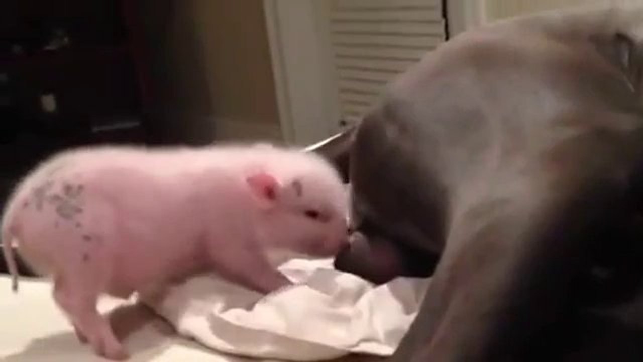 Ferkel denkt dass der Hund seine Mutter sei