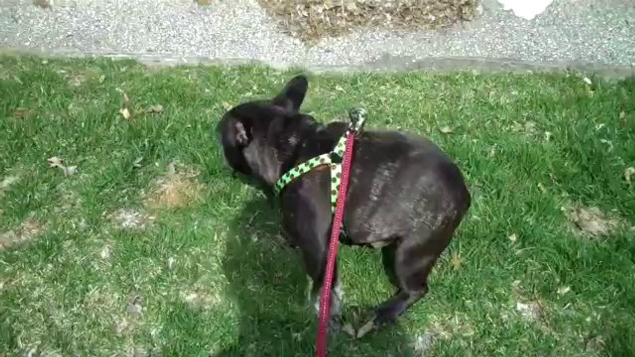 Französische Bulldogge erschrickt vor sich selbst