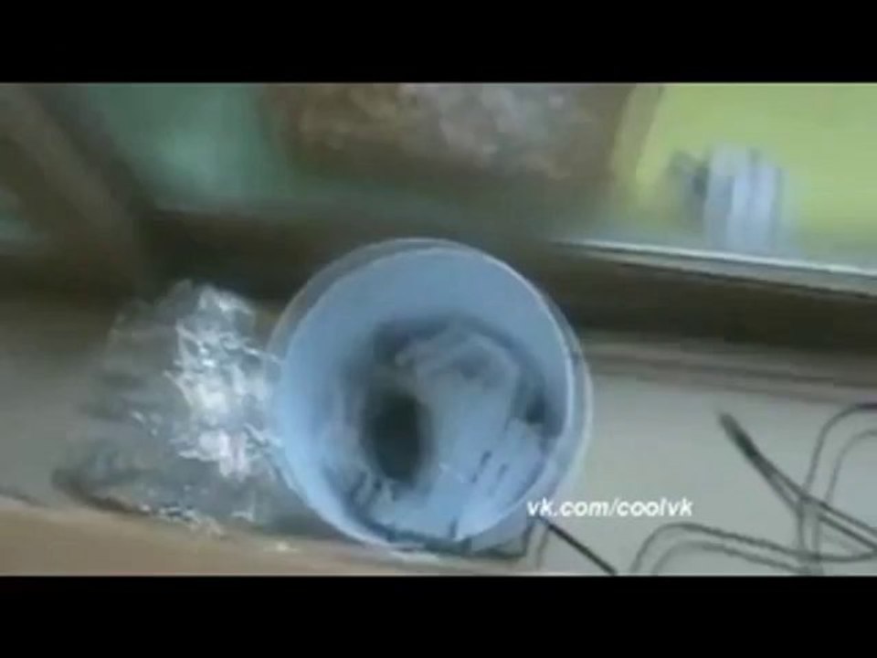 Frecher Papagei stößt eine Schildkröte vom Tisch