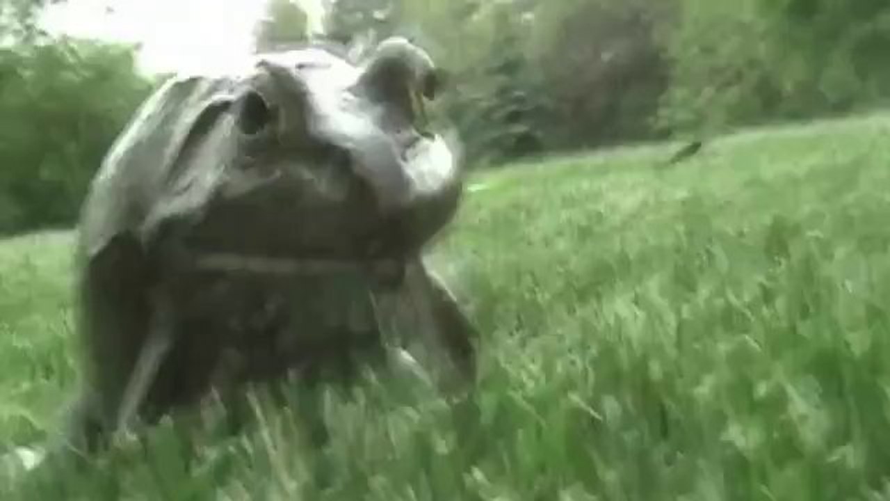 Frosch macht verrückte geräusche