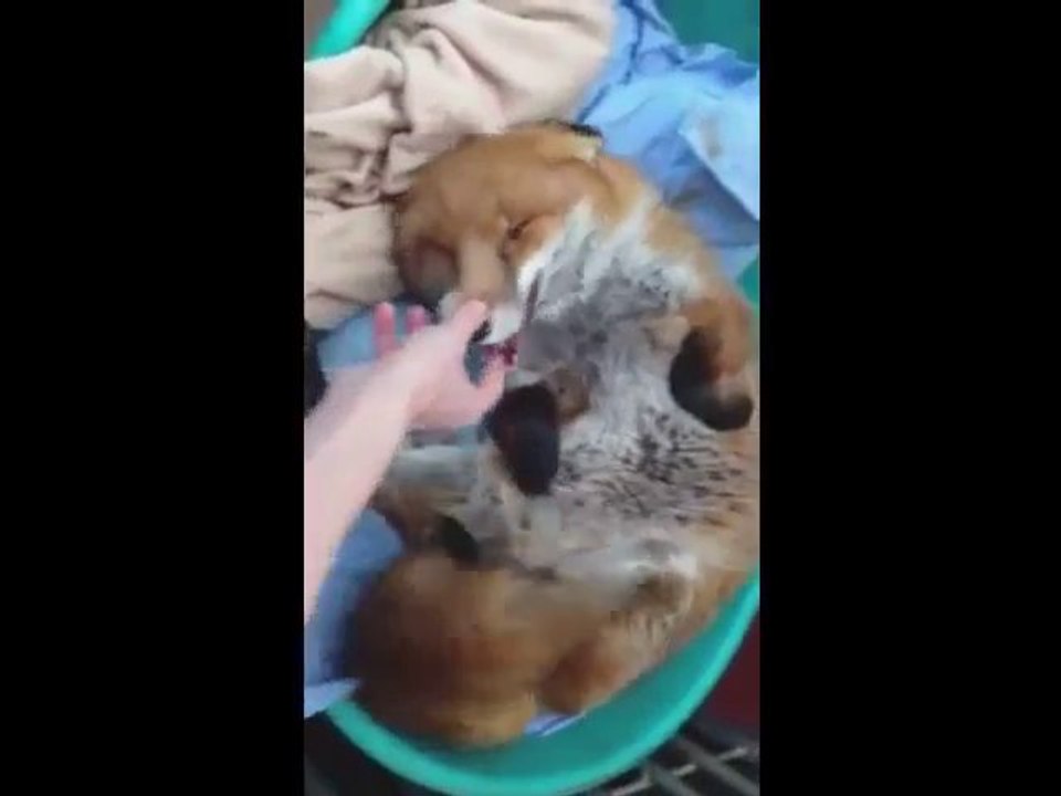 Fuchs genießt es gestreichelt zu werden