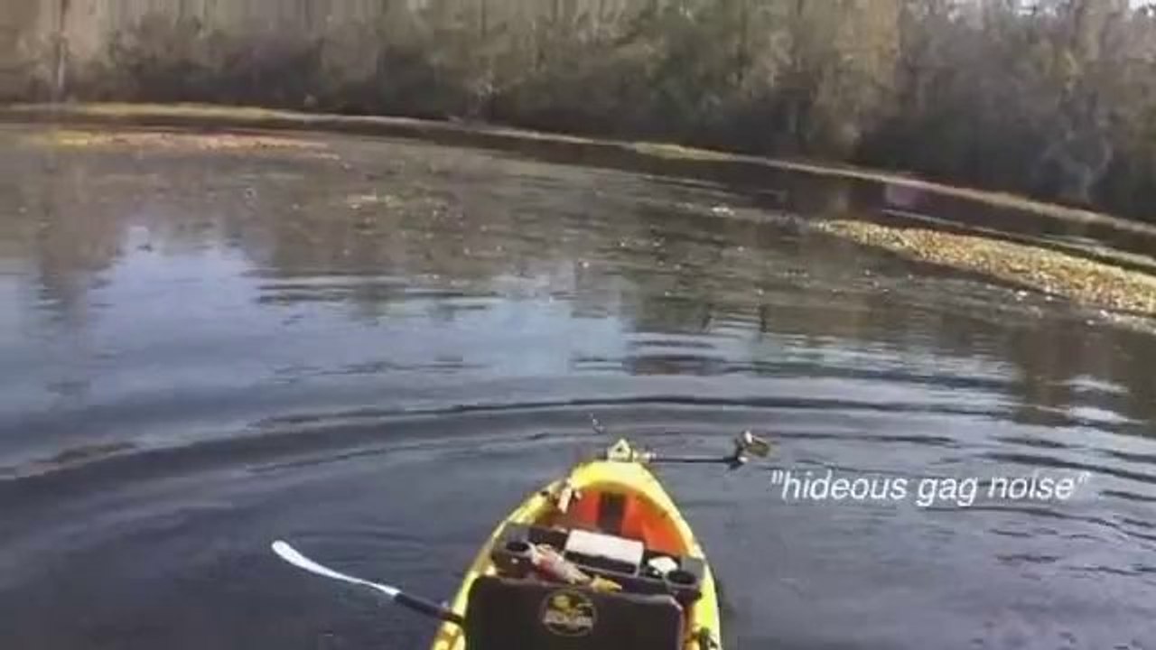 Gans attackiert Bootfahrer