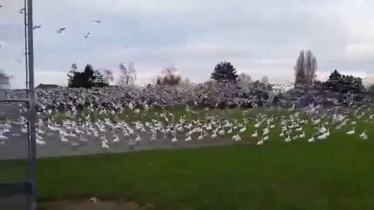 Gänse Tsunami