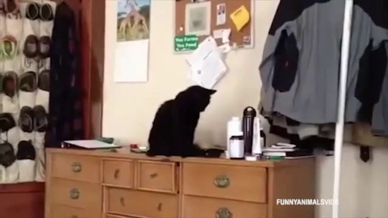 Gemeine und Tollpatschige Katzen Compilation