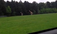 Giraffen bei der Paarung FAIL