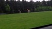 Giraffen bei der Paarung FAIL