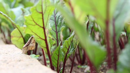 Cinco mandamentos para salvar sua horta no verão -vale