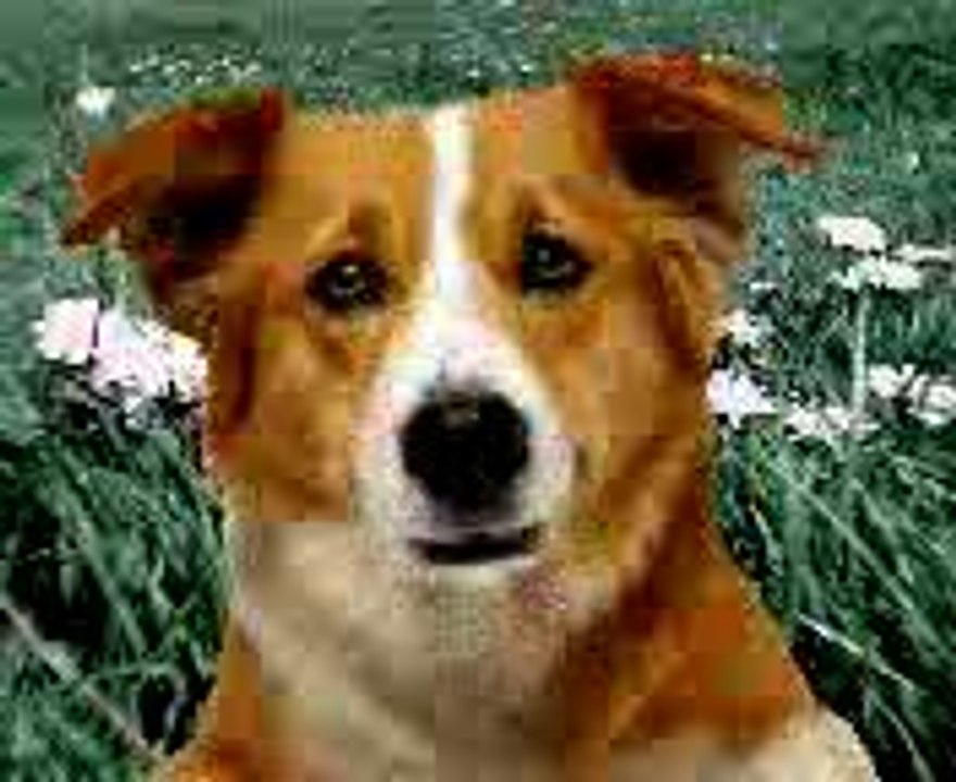 Kutta