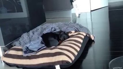 Roomba Vacuum with Daschund