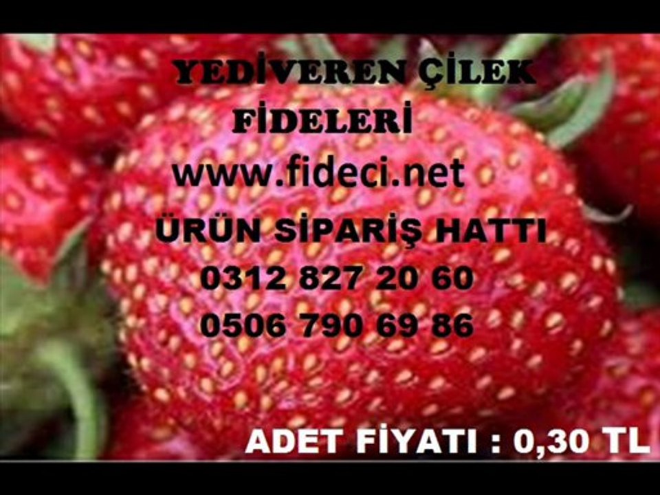 Çilek Fideleri,Çilek Fidesi Çeşitleri,Çilek Fidesi Fiyatları